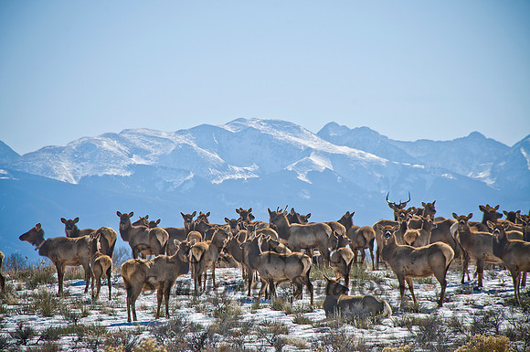 Elk