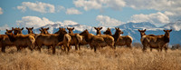 Elk