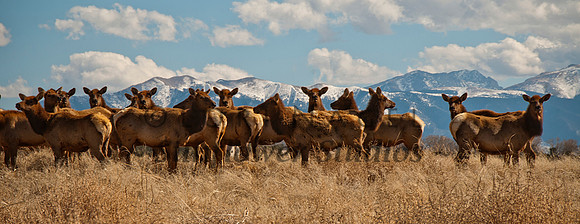 Elk