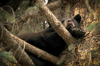 Baby Bear