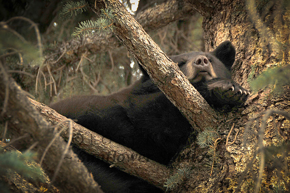 Baby Bear