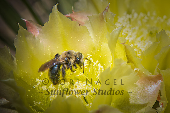Bee on a cactus flower