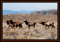 LAN7738 - Elk Buck