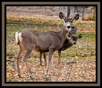 LAN6673 - Baby and Mama Deer