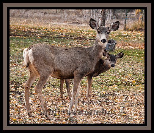 LAN6673 - Baby and Mama Deer