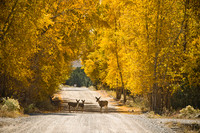 Deer