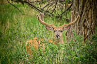Deer