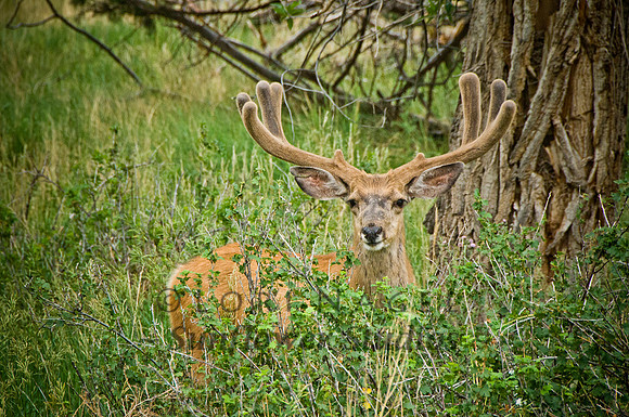 Deer