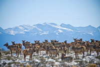 Elk